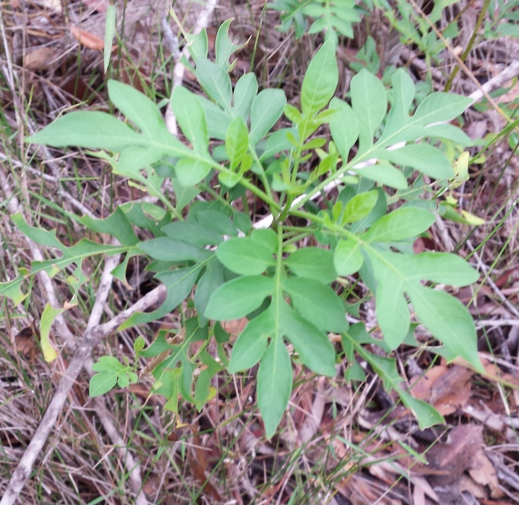 Brazilian Nightshade in December 2016 by PeterCopping · iNaturalist