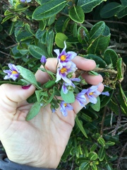 Solanum guineense