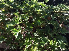 Pelargonium citronellum