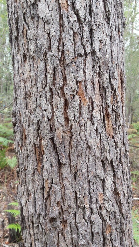 Pink Bloodwood in December 2016 by PeterCopping · iNaturalist