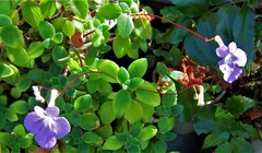 Streptocarpus saxorum