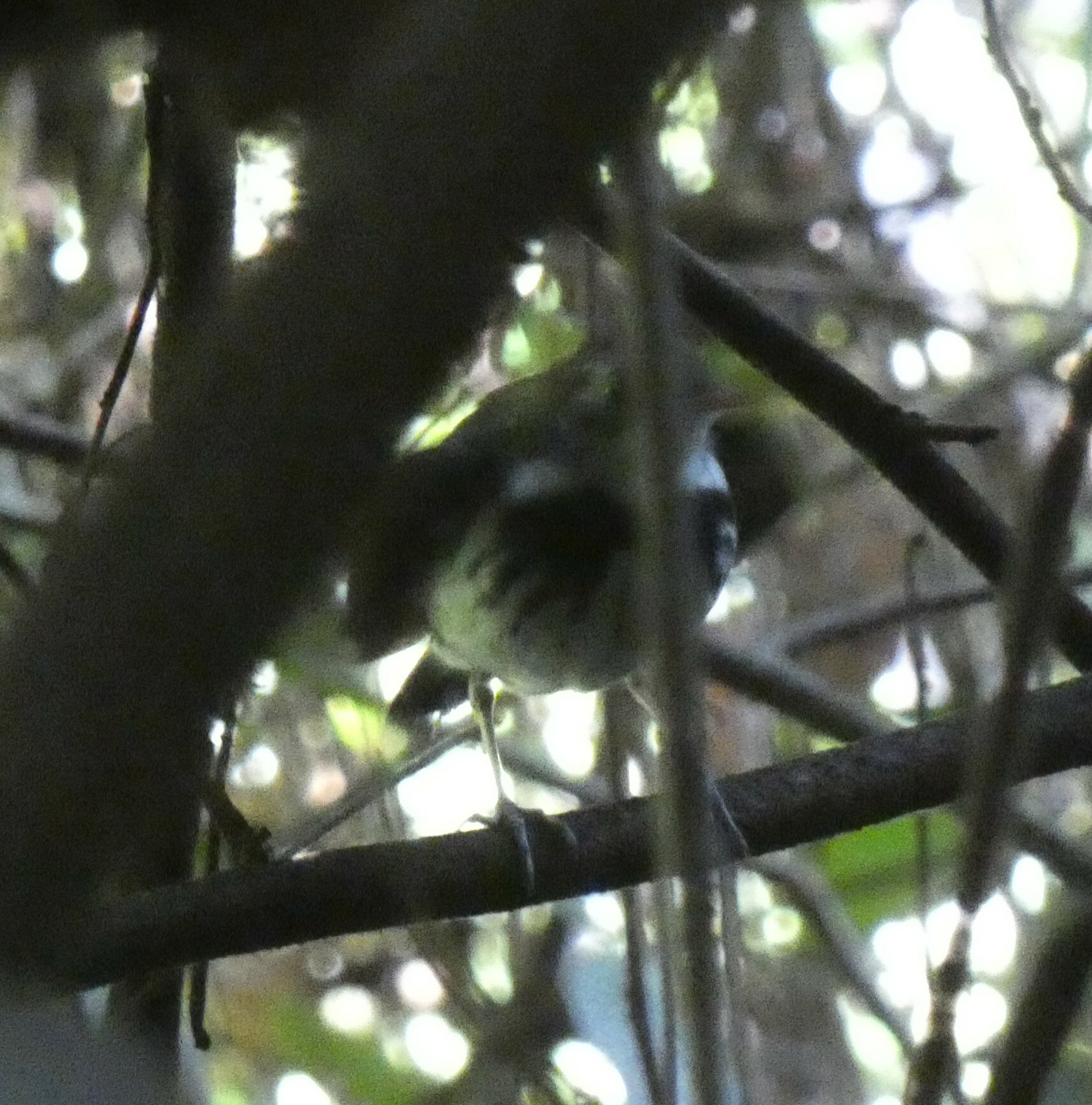 Southern Antpipit (Corythopis delalandi), photo 9