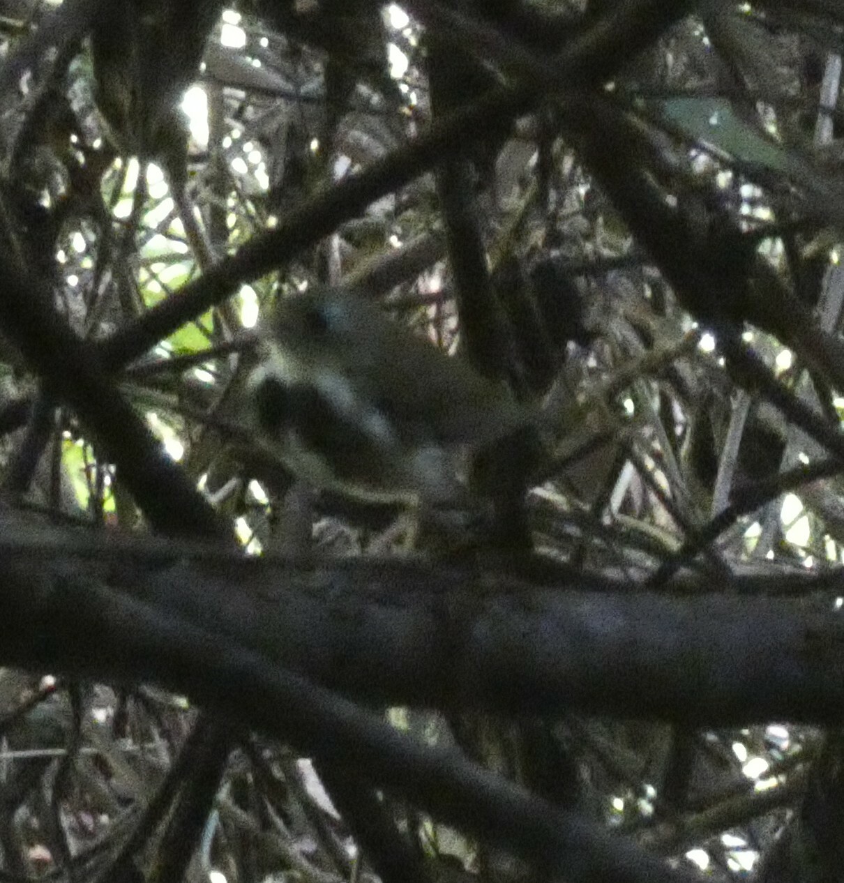 Southern Antpipit (Corythopis delalandi), photo 10
