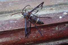 Macrotarsipodes tricinctus