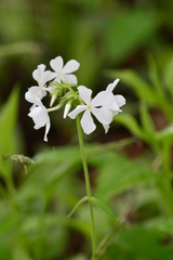 Phlox divaricata laphamii