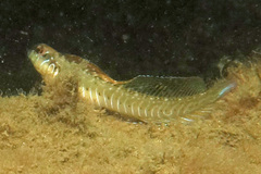 Omobranchus germaini