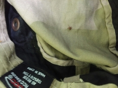 Amblyomma americanum