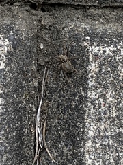 Araneae