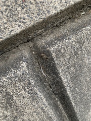 Araneae