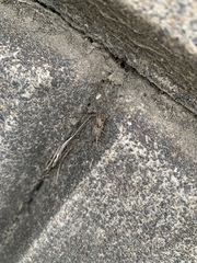 Araneae