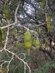 Senegalia erubescens