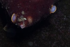 Ochlesis lenticulosus