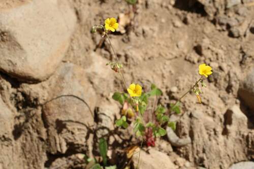 Image of Oxalis valdiviensis by (c) Cesar Ormazabal, some rights reserved (CC BY)