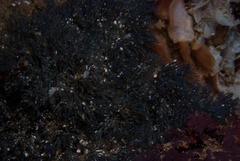 Virididentula dentata