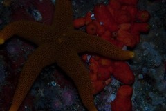 Fromia schultzei