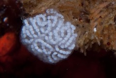 Antiopella capensis