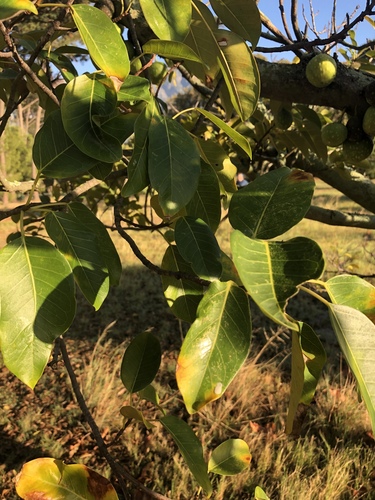 Pondo Fig (Ficus bizanae)