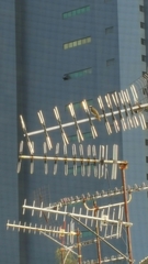 Pycnonotus sinensis sinensis