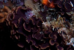 Chaperiopsis multifida