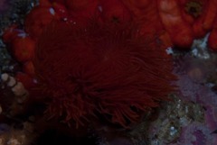 Protula bispiralis