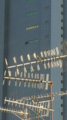 Pycnonotus sinensis sinensis