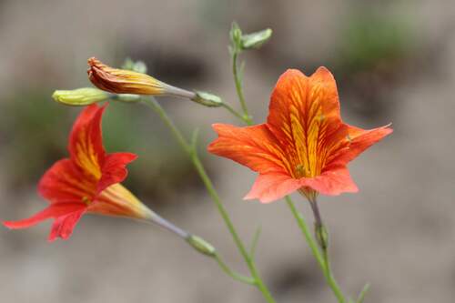 Image of Salpiglossis sinuata by (c) Cesar Ormazabal, some rights reserved (CC BY)