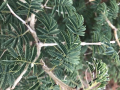 Senegalia erubescens