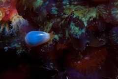 Gibberula dulcis