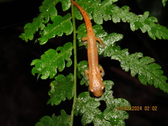 Coban Mushroomtongue Salamander photo 4