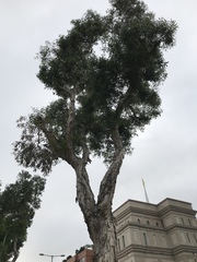 Melaleuca leucadendra