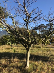 Ficus bizanae