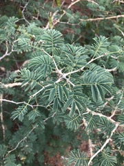 Senegalia erubescens