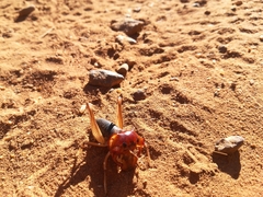 Henicus monstrosus
