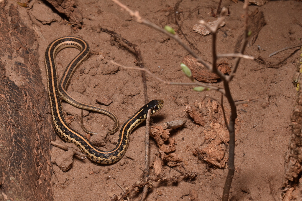 Common Garter Snake from Payne County, OK, USA on April 6, 2024 at 04: ...