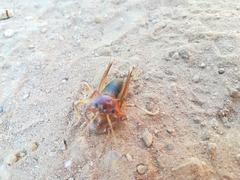 Henicus monstrosus