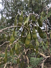 Senegalia erubescens