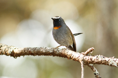 Rufous-Gorgeted Flycatcher photo 1