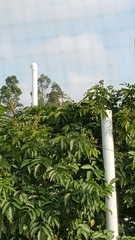 Pycnonotus sinensis sinensis