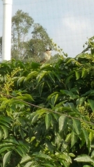 Pycnonotus sinensis sinensis