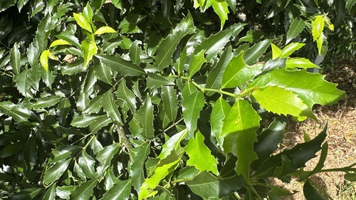 Illawara socketwood (Daphnandra johnsonii)