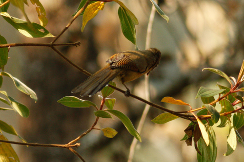 Actinodura ramsayi