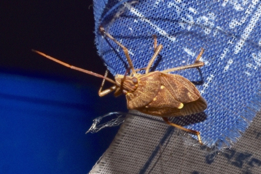 Brown Shield Bug from Alstonville NSW 2477, Australia on April 9, 2024 ...