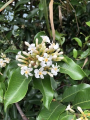 Melodinus suaveolens