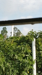 Pycnonotus sinensis sinensis