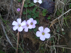 Oxalis commutata