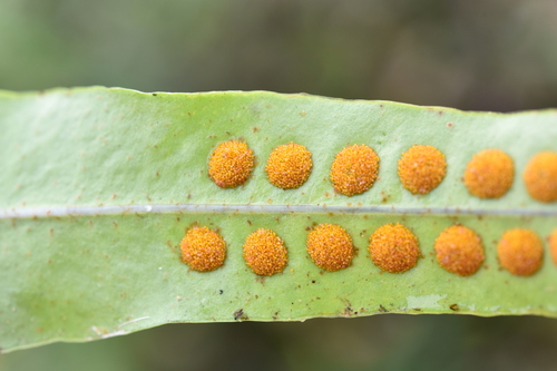 hardy ribbon fern (Lepisorus bicolor)