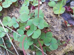 Oxalis commutata