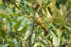 Pycnonotus flavescens