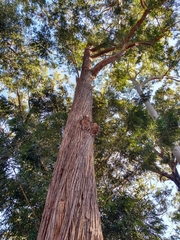 Eucalyptus muelleriana