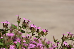 Saponaria ocymoides